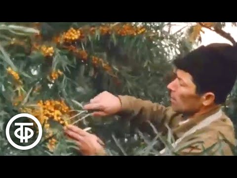 Видео: Все об облепихе. Наш сад (1985)