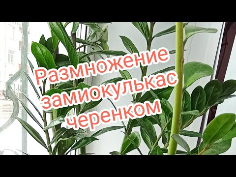 Видео: Размножение замиокулькас черенком. Долларовое дерево