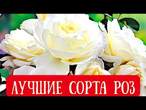 Видео: ТОП - 100 ЛУЧШИХ СОРТОВ РОЗ. ЦВЕТУТ ВСЁ ЛЕТО.
