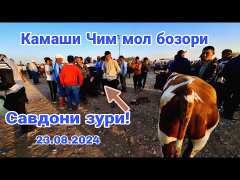 Видео: Камаши Чим мол бозори нархлари   23.08.2024