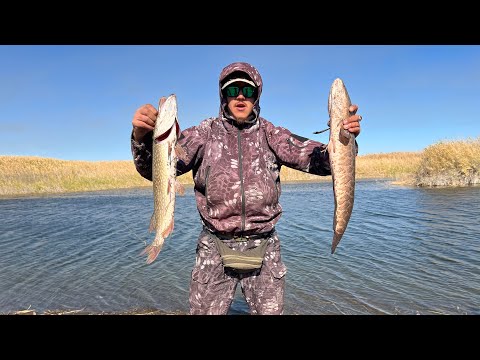 Видео: Змейголов сошел с ума🤯 Жерех атакует 😱 #fishing #рыбалка #змееголов #щука 