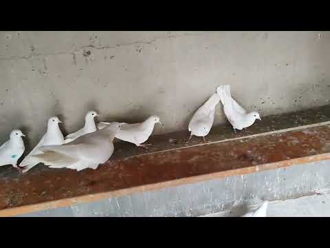 Видео: Бойние голуби. Племенное розведение голубей 2024. Грузия. Тбилиси