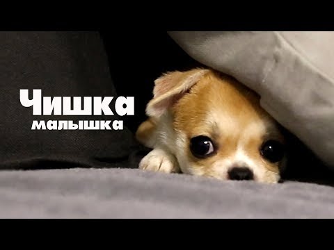 Видео: Мой лучший антидепрессант 🐶Чихуахуа ЛИЗИ