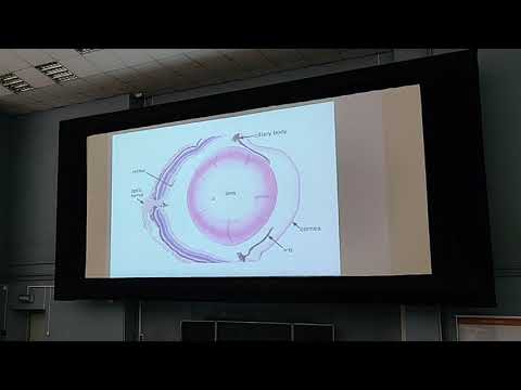 Видео: Органы чувств