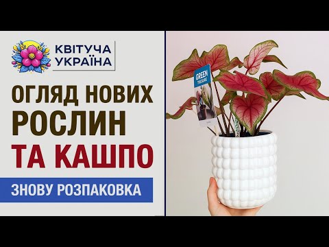 Видео: Знову не втрималась 😍 Нові рослини й кашпо!