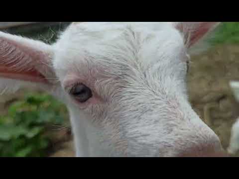 Видео: Сельская жизнь. переезд. бардак.