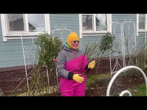 Видео: КАК УКРЫТЬ РОЗЫ? МАСТЕР-КЛАСС В САДУ ЕЛЕНЫ ДЕМЬЯНЧУК@ЕленаДемьянчук-з5ф