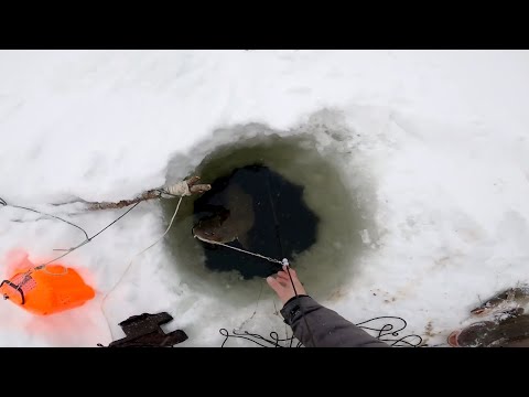 Видео: Рыбалка у чёрной дыры. Перемёт на налима. Серия тридцать восьмая.