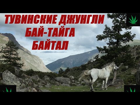 Видео: ТУВИНСКИЕ ДЖУНГЛИ ИЛИ "ТАЙГА ТАЙГИ" В РЕСПУБЛИКЕ ТЫВА