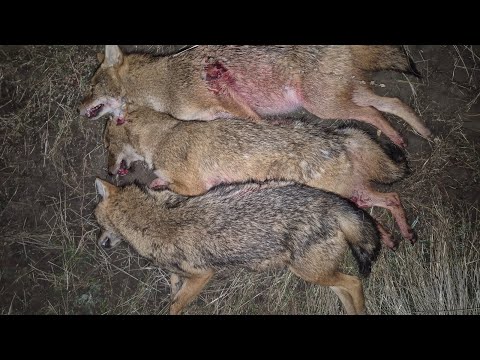 Видео: Восемь результативных вечеров охоты на шакала от Александра в Ростовских степях.