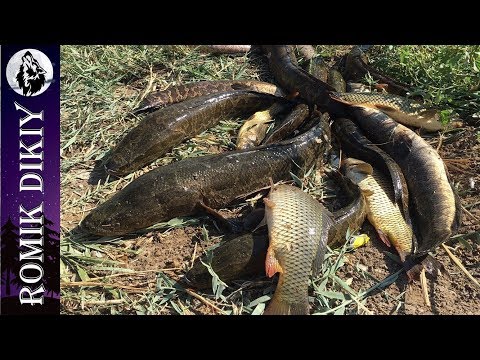 Видео: РЫБАЛКА в дельте р.Или (Коскумбез). Сазан, змееголов.