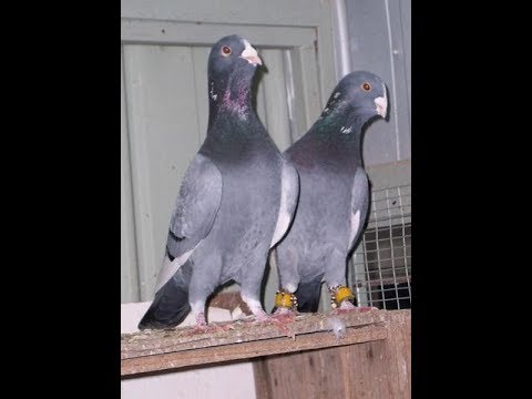 Видео: Голуби ADANA Ставропольский край Владимир. Pigeons ADANA Stavropol Territory Vladimir