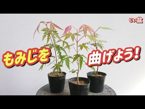 Видео: [Давайте сгибаем листья японского клена второй год. ] / Для начинающих / Как сделать бонсай
