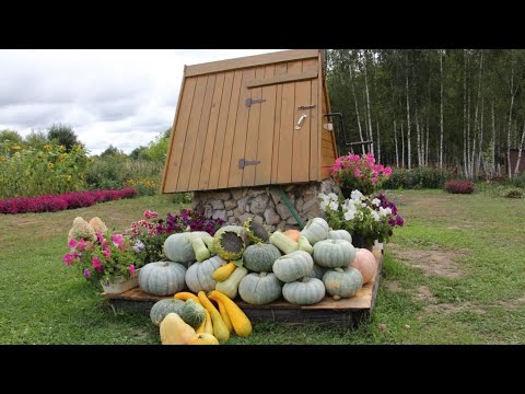 Видео: Урожай тыквы