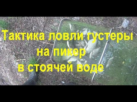 Видео: ТАКТИКА ЛОВЛИ ГУСТЕРЫ НА ПИКЕР В СТОЯЧЕЙ ВОДЕ