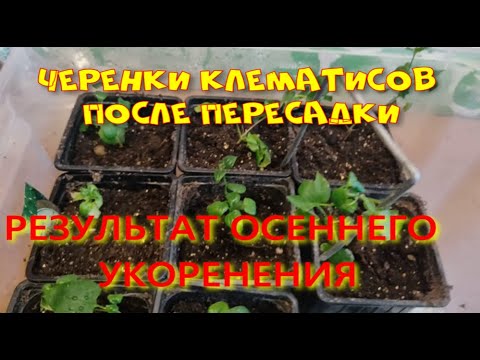 Видео: ОСЕННИЕ ЧЕРЕНКИ КЛЕМАТИСОВ ПОСЛЕ ПЕРЕСАДКИ