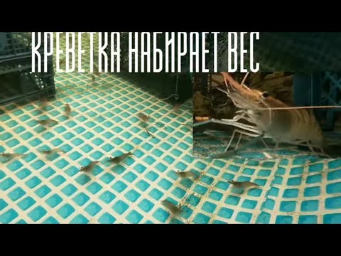 Видео: Креветка набирает вес.