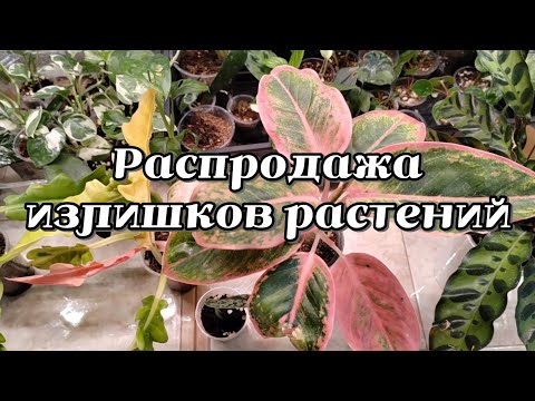 Видео: РАСПРОДАЖА ИЗЛИШКОВ МОИХ РАСТЕНИЙ 
