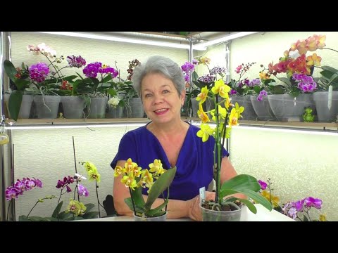 Видео: АРОМАТНЫЕ Орхидеи - 😊💮 Yellow Chocolate 😊 Как адаптировать Орхидеи, дома, после покупки???