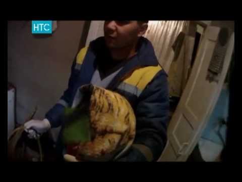 Видео: НТС. Реанимация. Выпуск 14