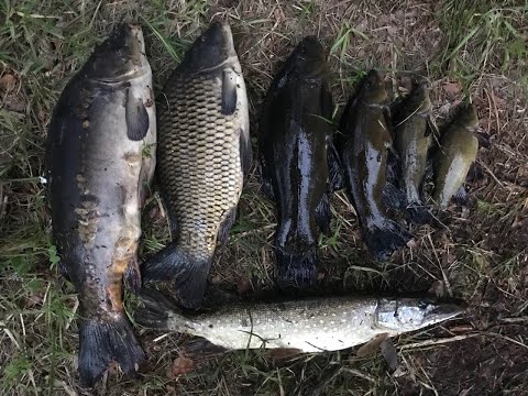 Видео: КАРП и ЛИНЬ на БОКОВОЙ КИВОК. Рыбалка на боковой кивок. Ловля линя на боковой кивок. Ловля линя