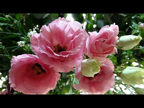 Видео: Эустома.Всхожесть 100%!14.01.2020