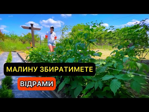 Видео: Весняний догляд за ремонтантною малиною. Частина 1.  Якщо цього не зробити ягоди будуть мілкі.
