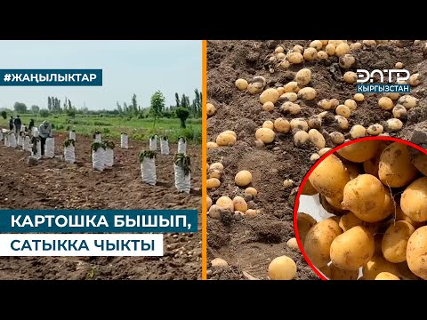 Видео: КАРТОШКА БЫШЫП, САТЫККА ЧЫКТЫ
