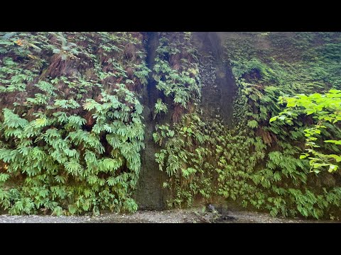 Видео: 27 сентября 2025. 6 часов от дома . Fern Canyon. Каньон папоротника . 