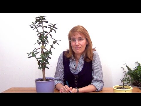Видео: Формирование кроны крассулы. (ч.1)