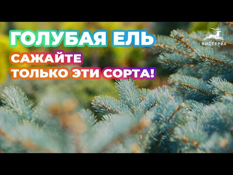 Видео: ГОЛУБАЯ ЕЛЬ НА УЧАСТКЕ ВИДЫ И СОРТА | КАКУЮ ЕЛЬ ПОСАДИТЬ?