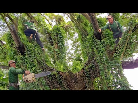 Видео: Распиловка гигантского дерева, полного лиан, слишком тёмного, как лес Амазонки, Техническая пила,...