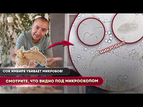 Видео: Я капнул имбирный сок на микробов… и вот что случилось 🔬😳