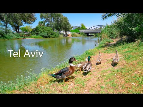 Видео: Тель-Авив, каким вы его никогда не видели! Природа, мир и спокойствие у реки Яркон.