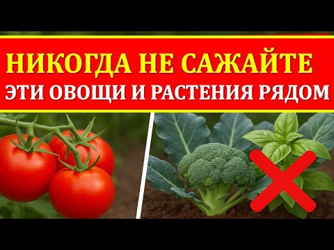 Видео: Никогда не сажайте эти овощи и растения рядом испортите урожай, накличете беду в огород! Приметы