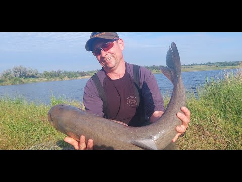 Видео: Ці кабани розгинають гачки! Лов Товстолобика в селі.