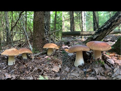 Видео: СТОЛЬКО БЕЛЫХ ГРИБОВ Я ЕЩЁ НЕ ВИДЕЛ!