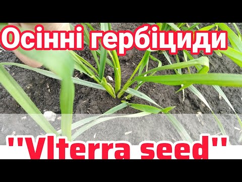 Видео: 24.10.25. Гербіциди на пшениці від '' Vlterra seed ''. Осіннє внесення саме надійне.