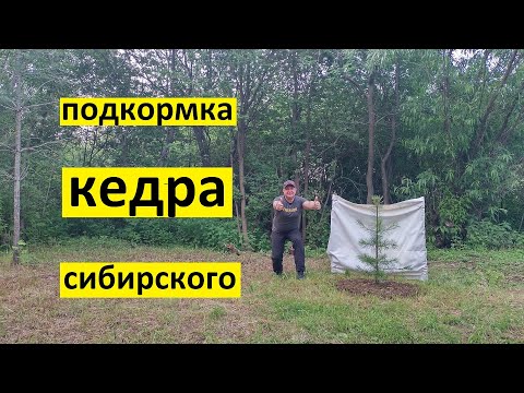 Видео: Как сделать подкормку сосны сибирской кедровой или сибирского кедра.
