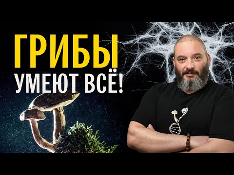 Видео: Почему грибы всё умеют? Михаил Вишневский