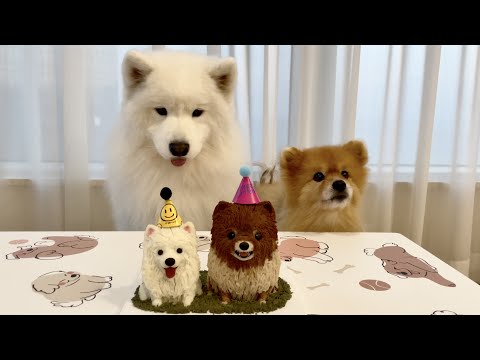 Видео: Это 12-й день рождения Моча!!