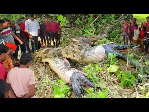 Видео: Ученые Потреляи Дар Речи, Когда Обнаружили Эту Новую Жуткую Находку