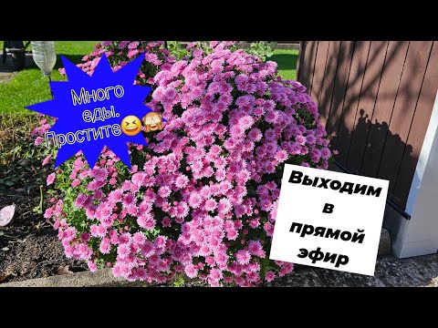 Видео: Важная информация про прямой эфир. vlog