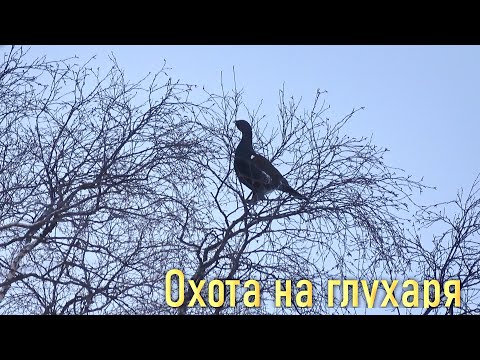 Видео: ОХОТА НА ГЛУХАРЯ ЗИМОЙ.