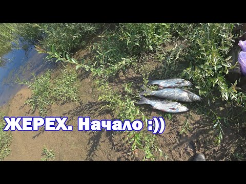 Видео: КРУПНЫЙ ЖЕРЕХ на Кукри/Ятаган ручной работы. Рыбалка на Оке в июле 2022.