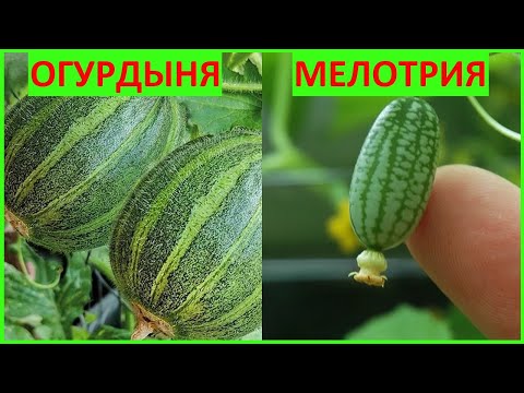 Видео: ✅МЕЛОТРИЯ ШЕРШАВАЯ И ОГУРДЫНЯ #огурдыня #мелотрия #экзотика_цветов