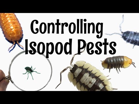 Видео: Руководство по уходу за изоподами. Часть 6: Борьба с вредителями изоподами