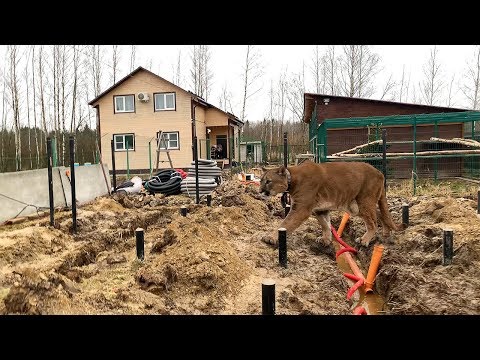 Видео: НАЧАЛО ГРАНДИОЗНОГО СТРОИТЕЛЬСТВА ДОМА ДЛЯ КОШЕК