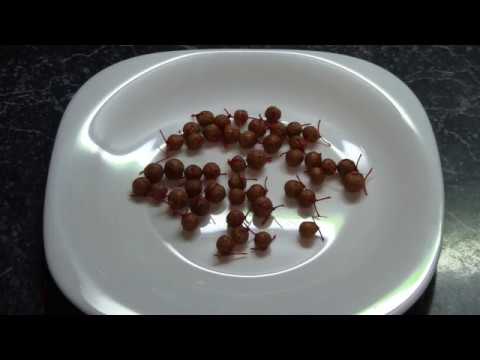 Видео: Супер убойная насадка для ловли леща и плотвы(Дневник рыболова)