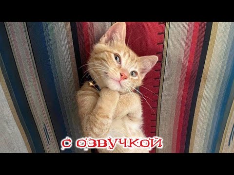 Видео: Приколы с котами! С ОЗВУЧКОЙ! Смешные коты! Самые Смешные животные! Тест на психику!